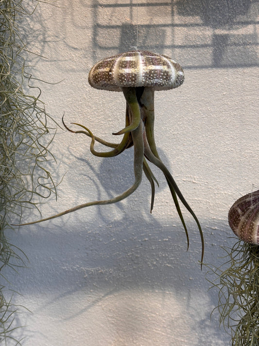 Tillandsia Medusa Con Soporte Caracola Planta De Aire