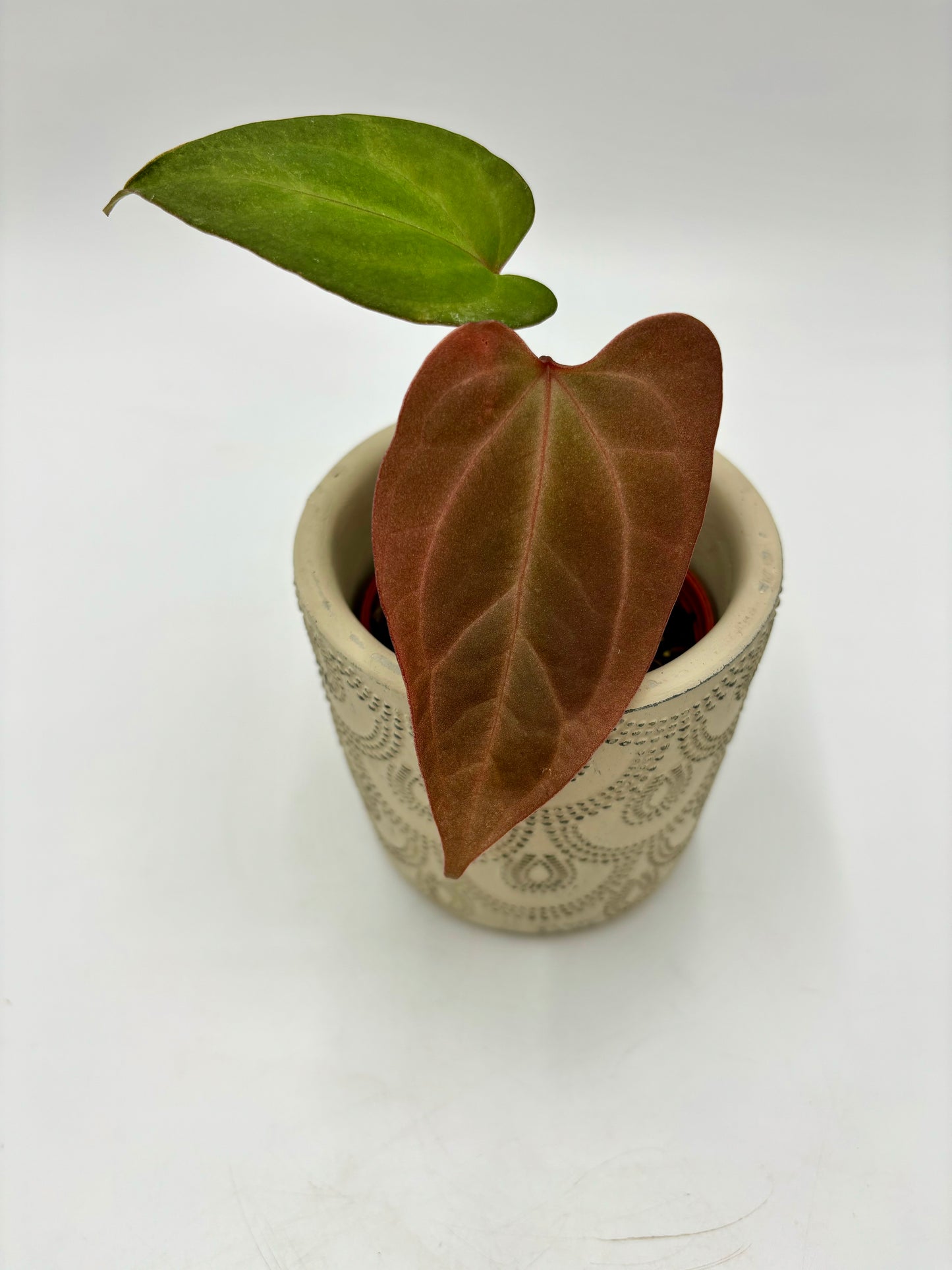 Anthurium Cronos (Anthurium Papillilaminum X Papillilaminum x)