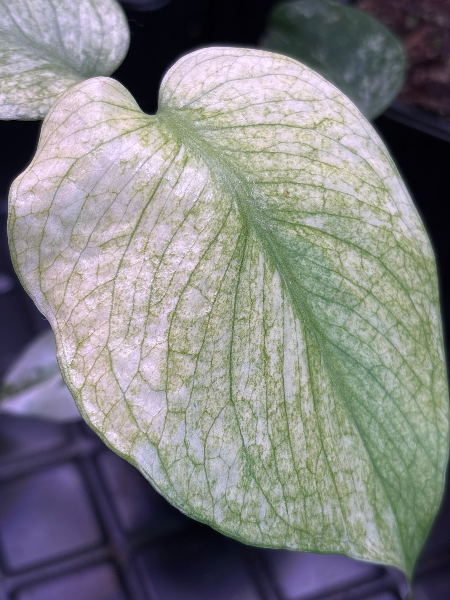 Monstera White Monster