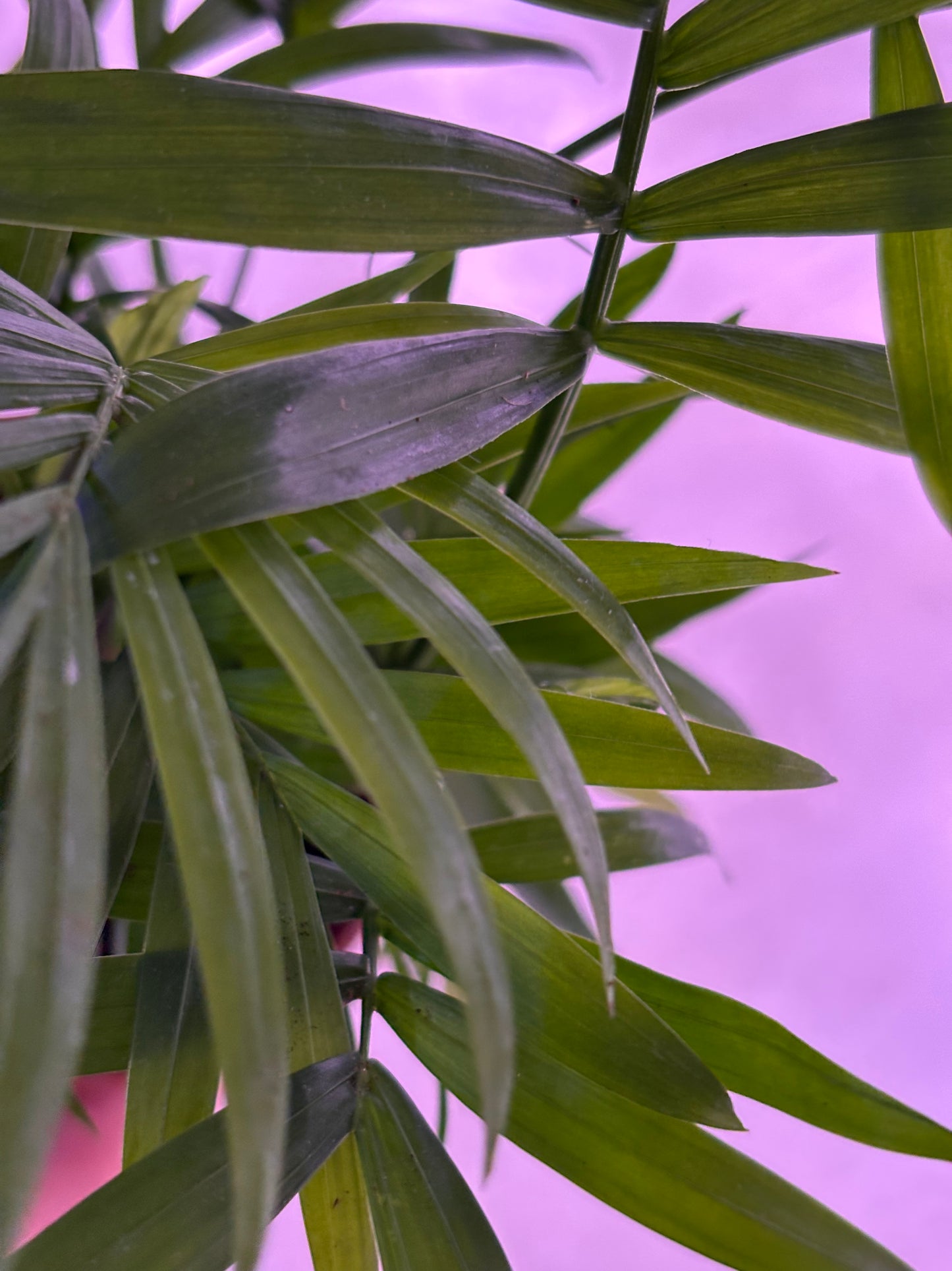 Dypsis Lutescens Areca