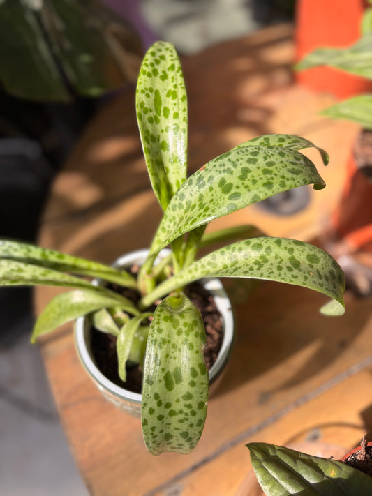 Drimiopsis Maculata | Oreja de Leopardo