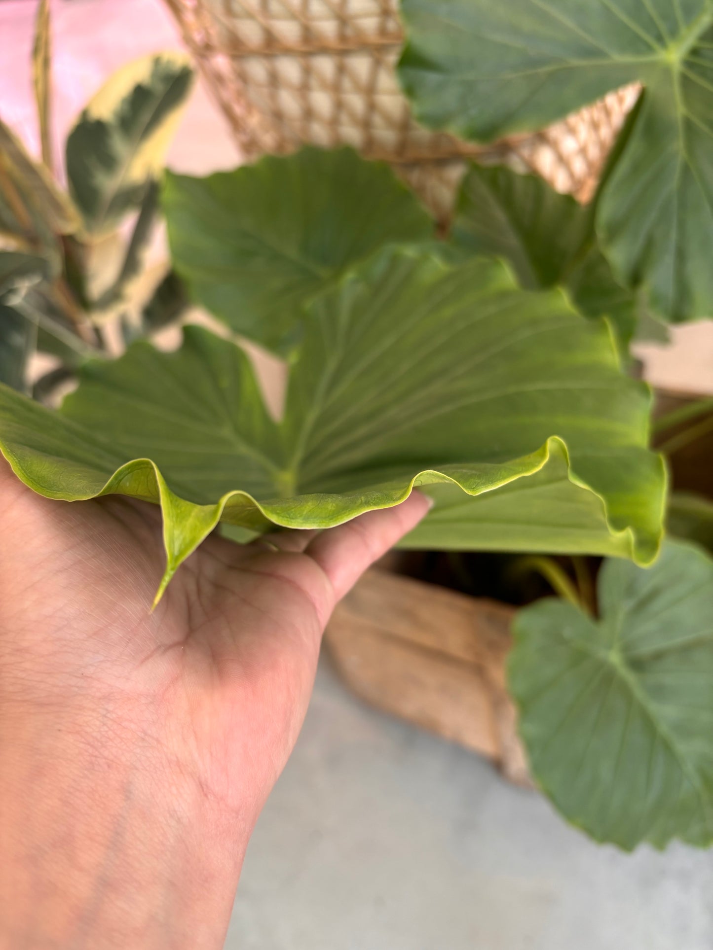 Alocasia Gageana California