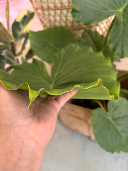 Alocasia Gageana California