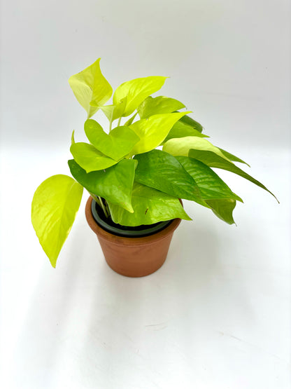 Epipremnum Lemon Lime