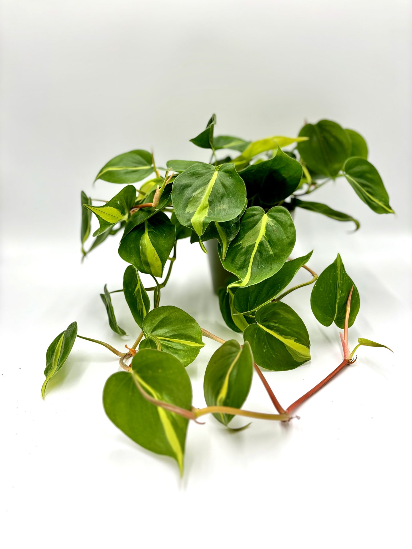 Philodendron Brasil