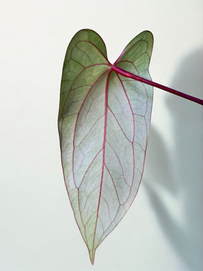 Anthurium Blue Papillilaminum X Portillae