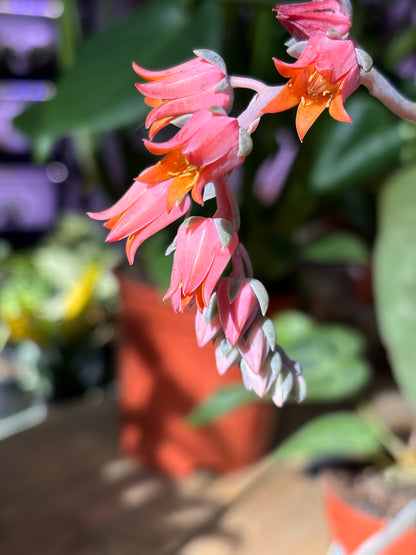 Echeveria Pollux