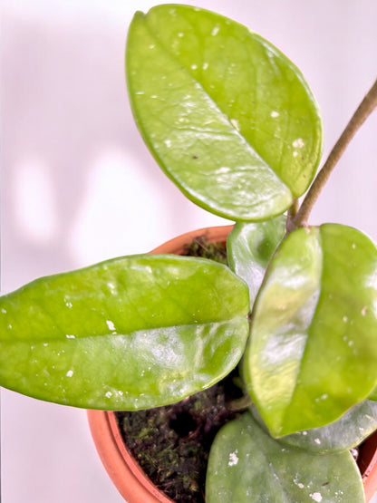 Hoya Carnosa Freckles splash