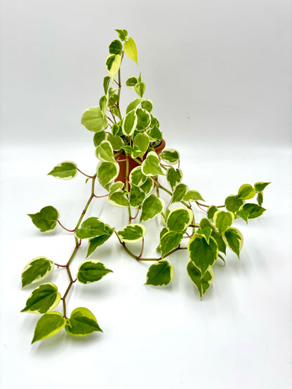 Peperomia Scandens Variegata