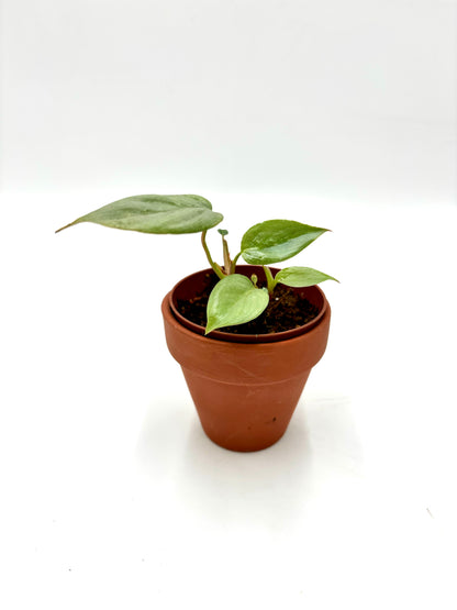 Philodendron Sodiroi