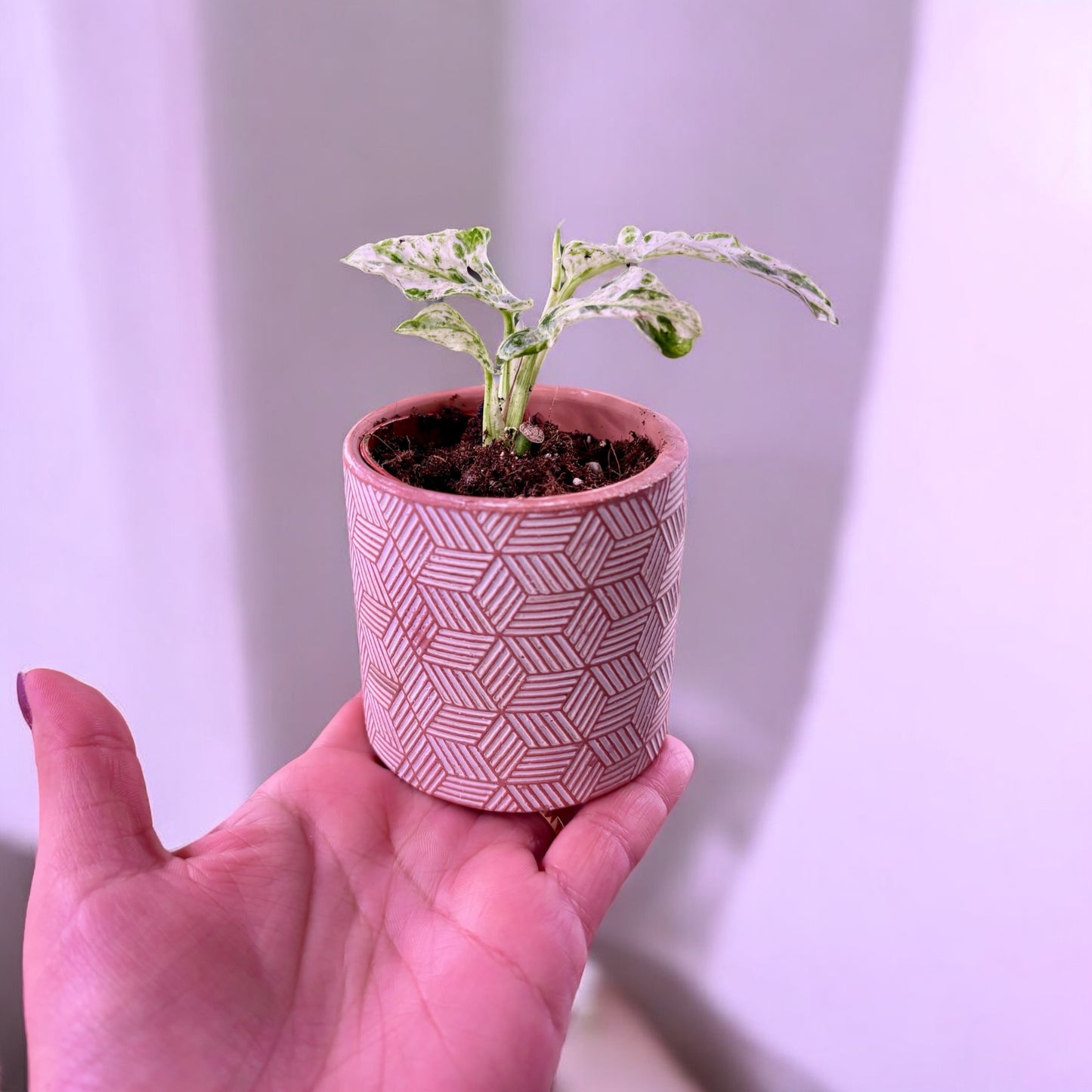 Monstera Frozen Freckles