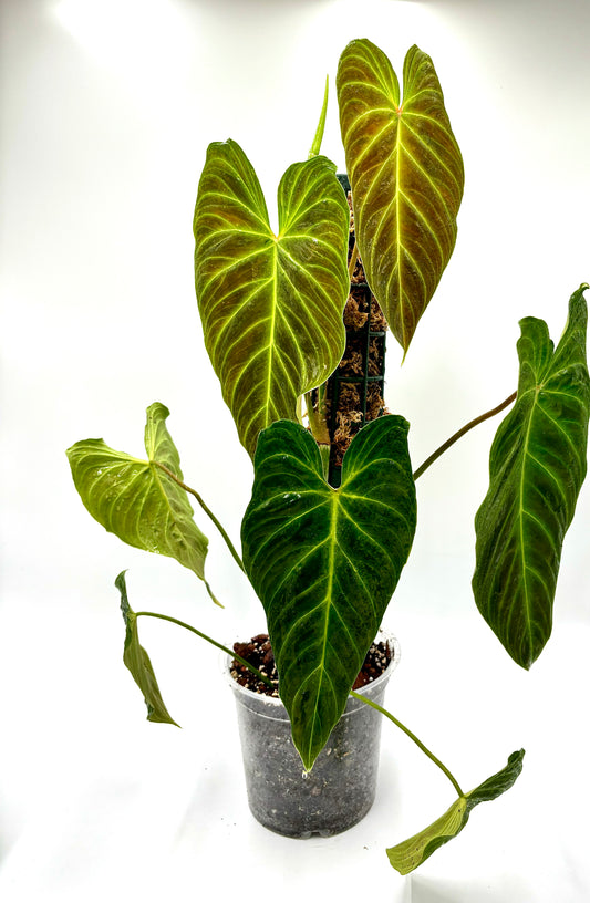 Philodendron Splendid (Melanochrysum x Verrucosum)