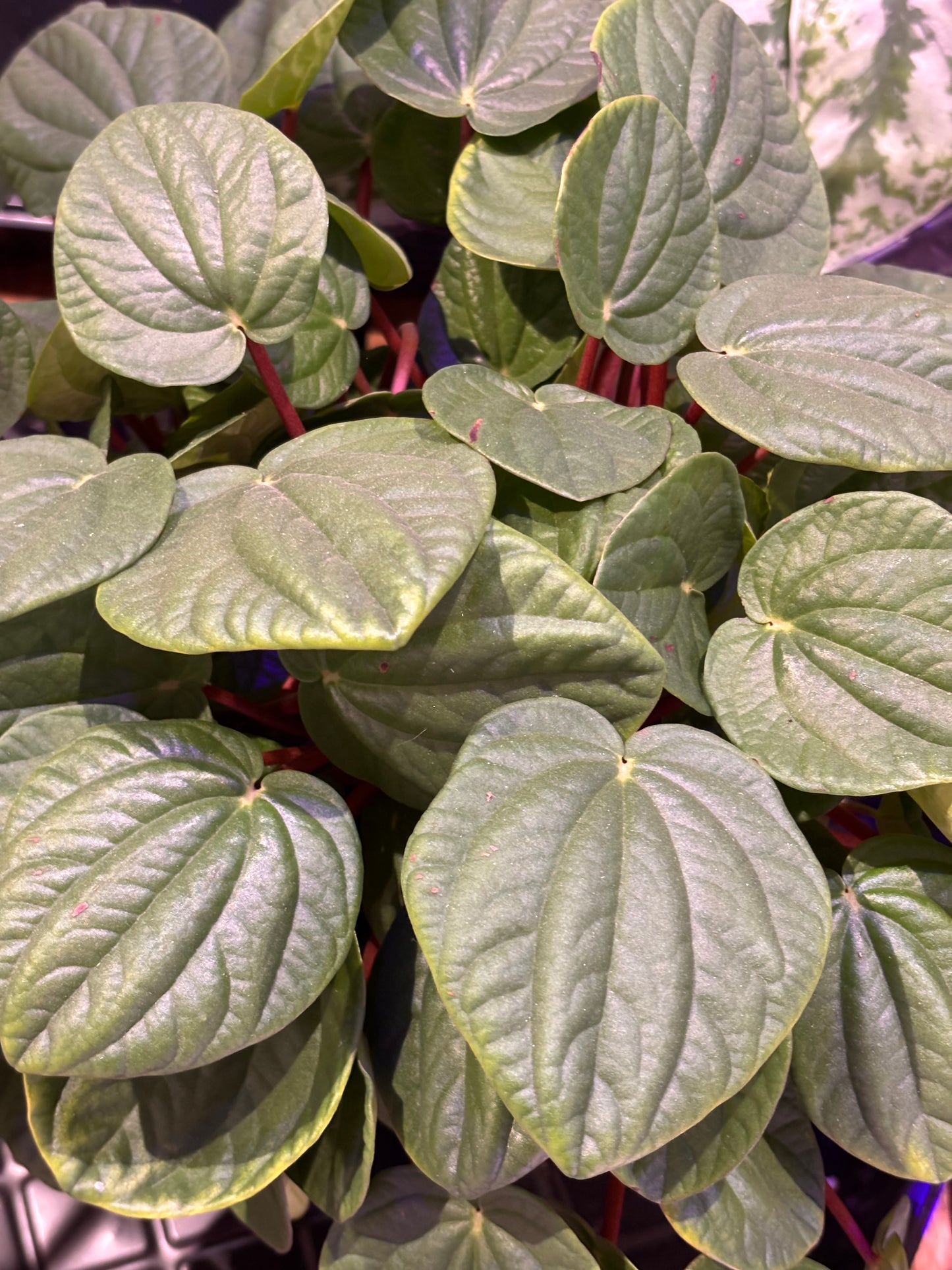 Peperomia Rana Verde