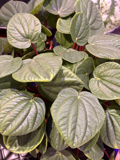 Peperomia Rana Verde