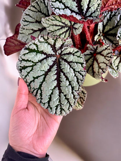 Begonia Rex Fedor