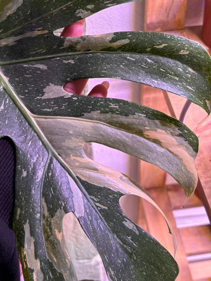 Monstera Thai Constelation