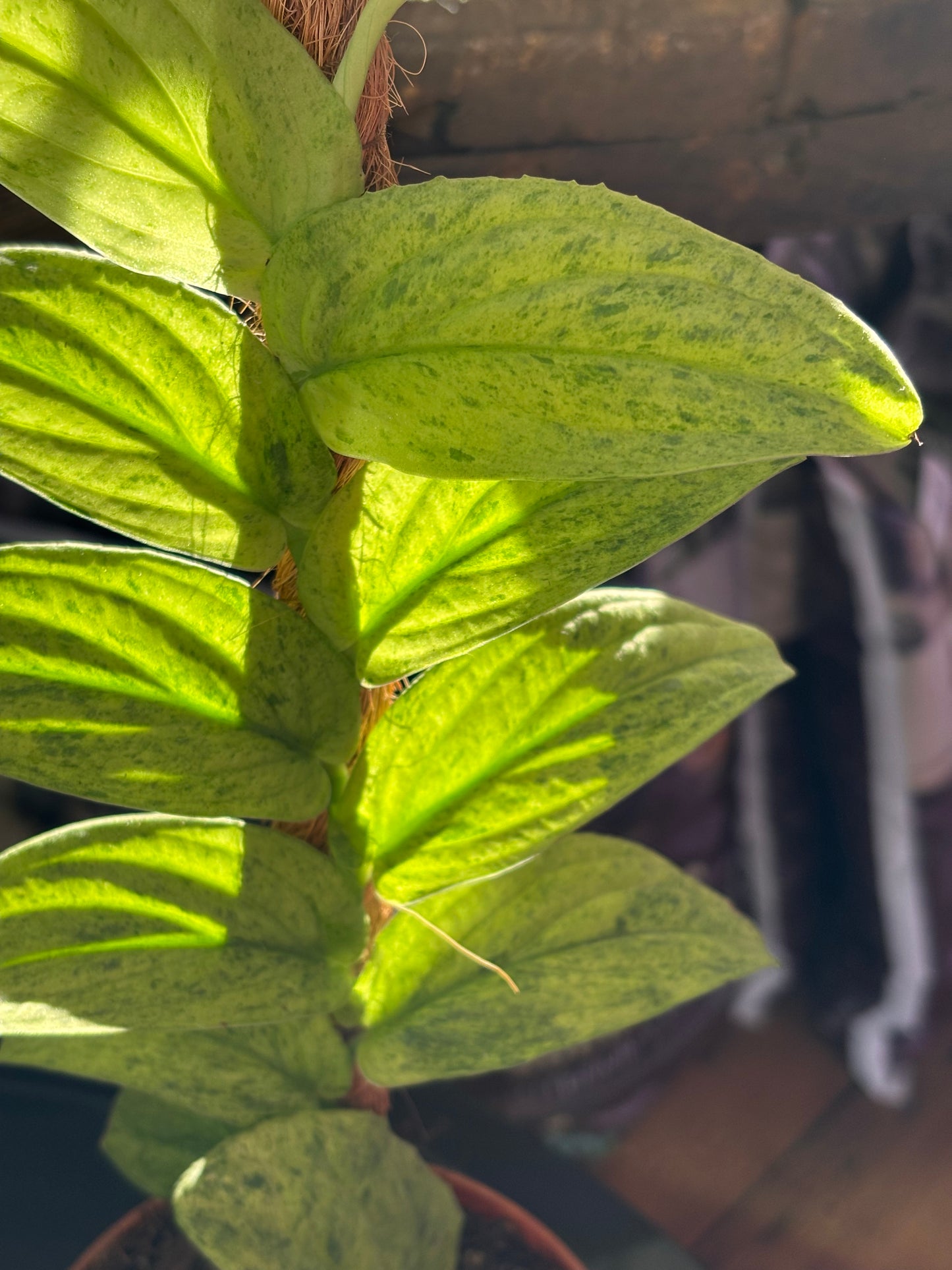 Raphidophora Korthalsii Marble Aurea