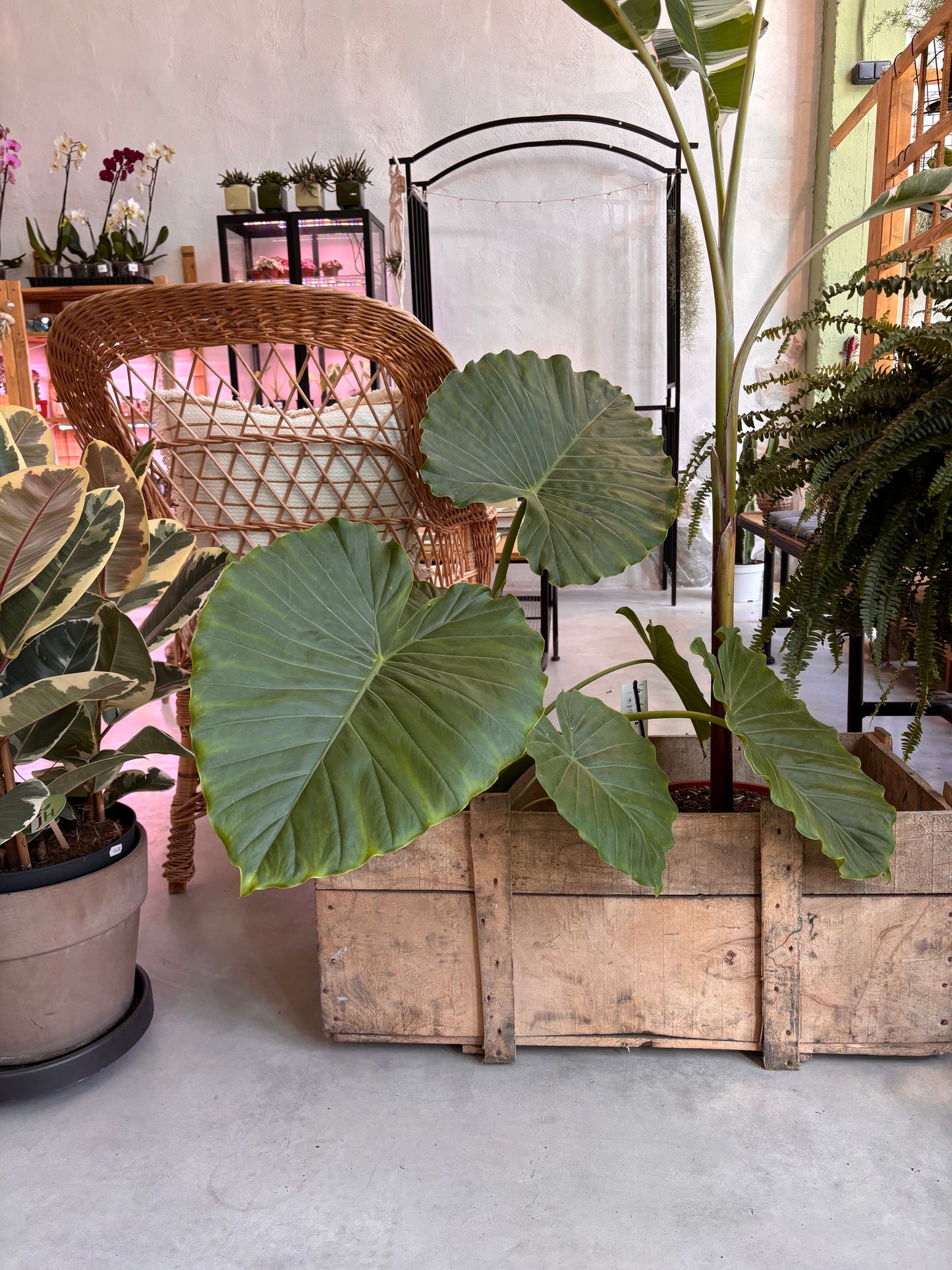 Alocasia Gageana California