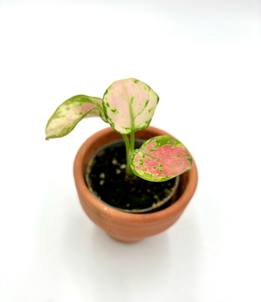 Aglaonema Red Zirkon