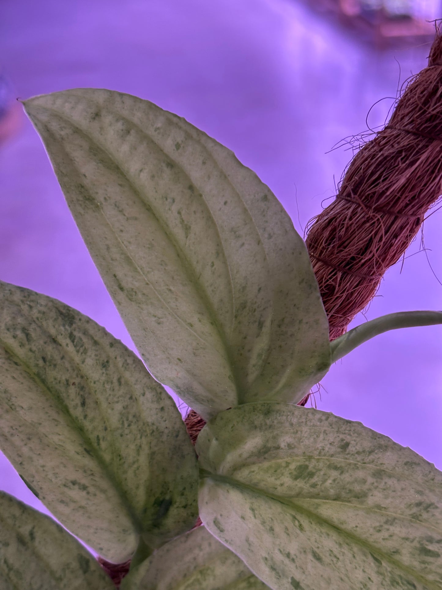 Raphidophora Korthalsii Marble Aurea
