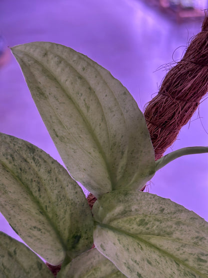 Raphidophora Korthalsii Marble Aurea