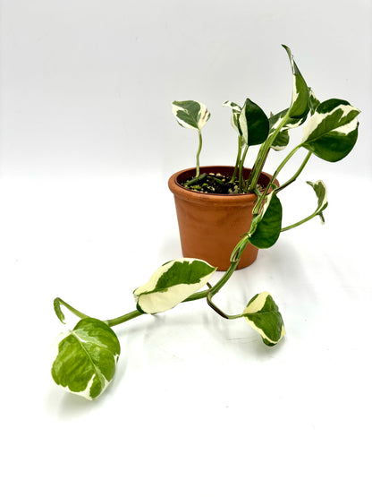 Epipremnum Aureum Njoy