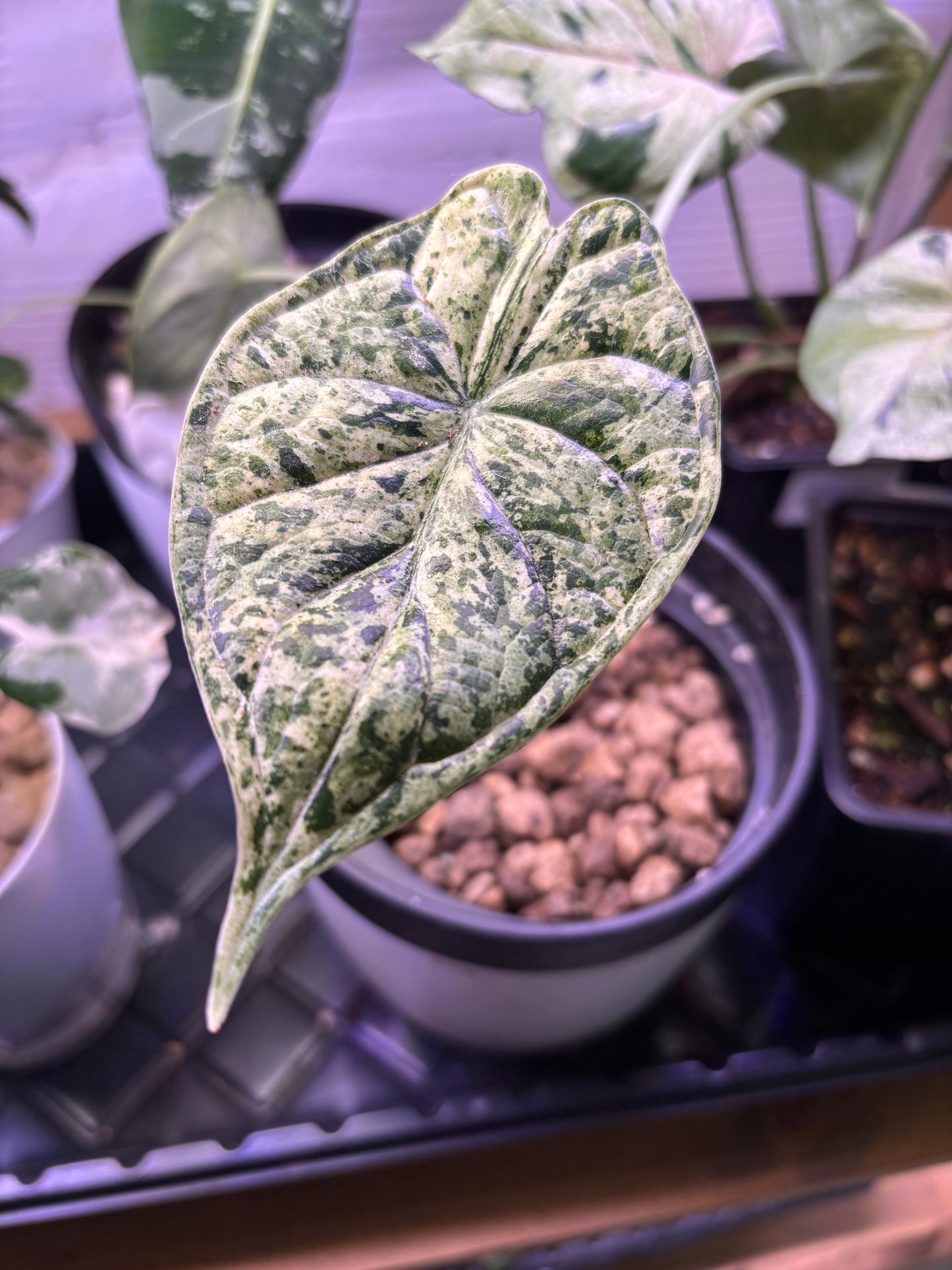 Alocasia Dragon Scale Mint
