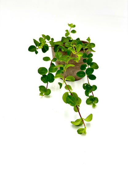 Peperomia Rotundifolia