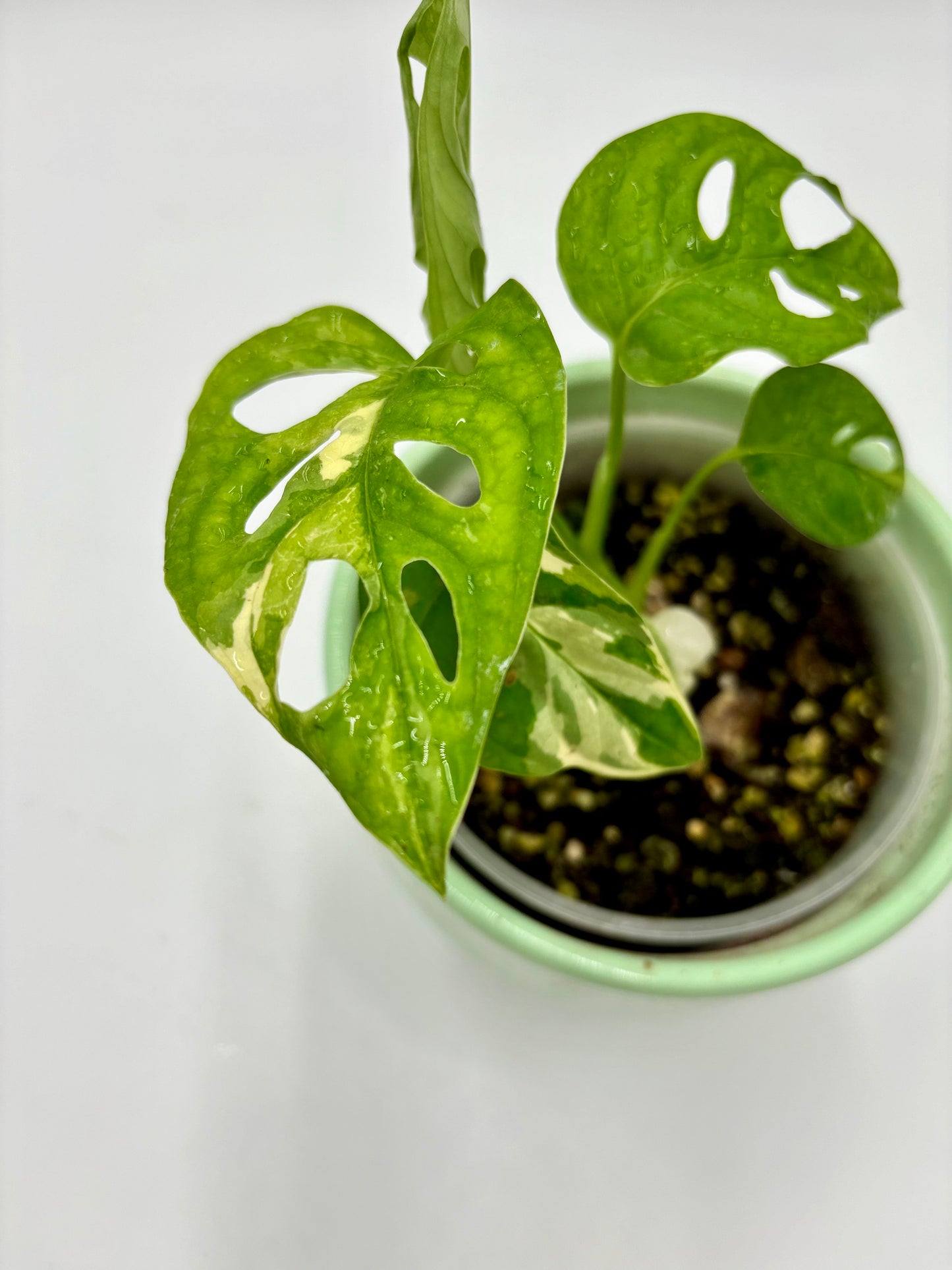 Monstera Adansonii Variegata