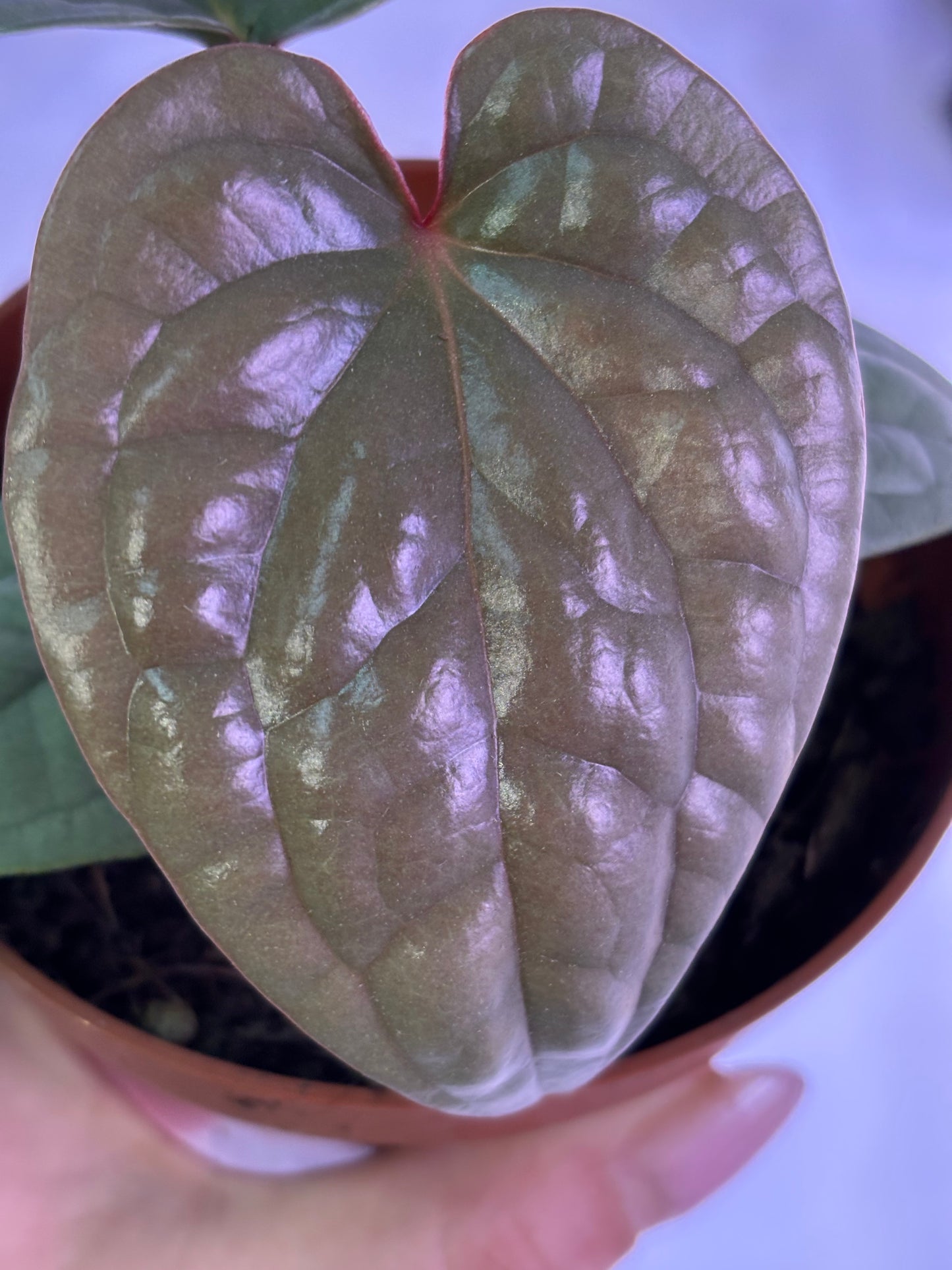 Anthurium Luxurians