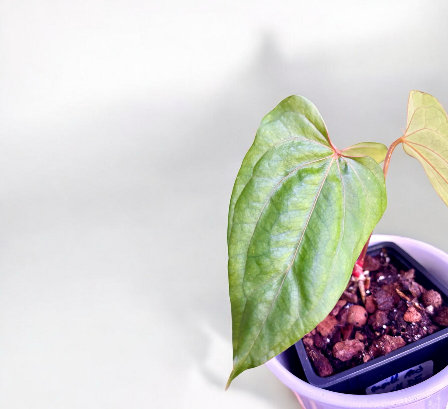 Anthurium Papillilaminum Red Steam X Papillilaminum Dark Form