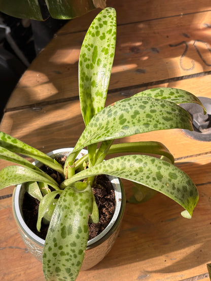 Drimiopsis Maculata | Oreja de Leopardo