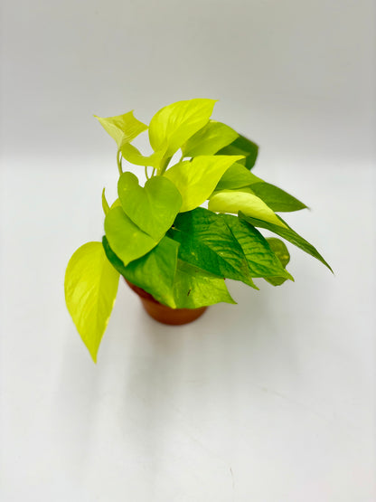 Epipremnum Lemon Lime