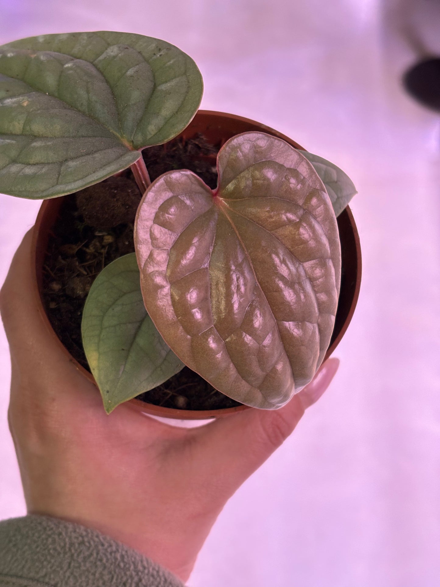Anthurium Luxurians