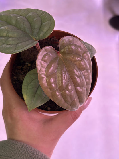 Anthurium Luxurians