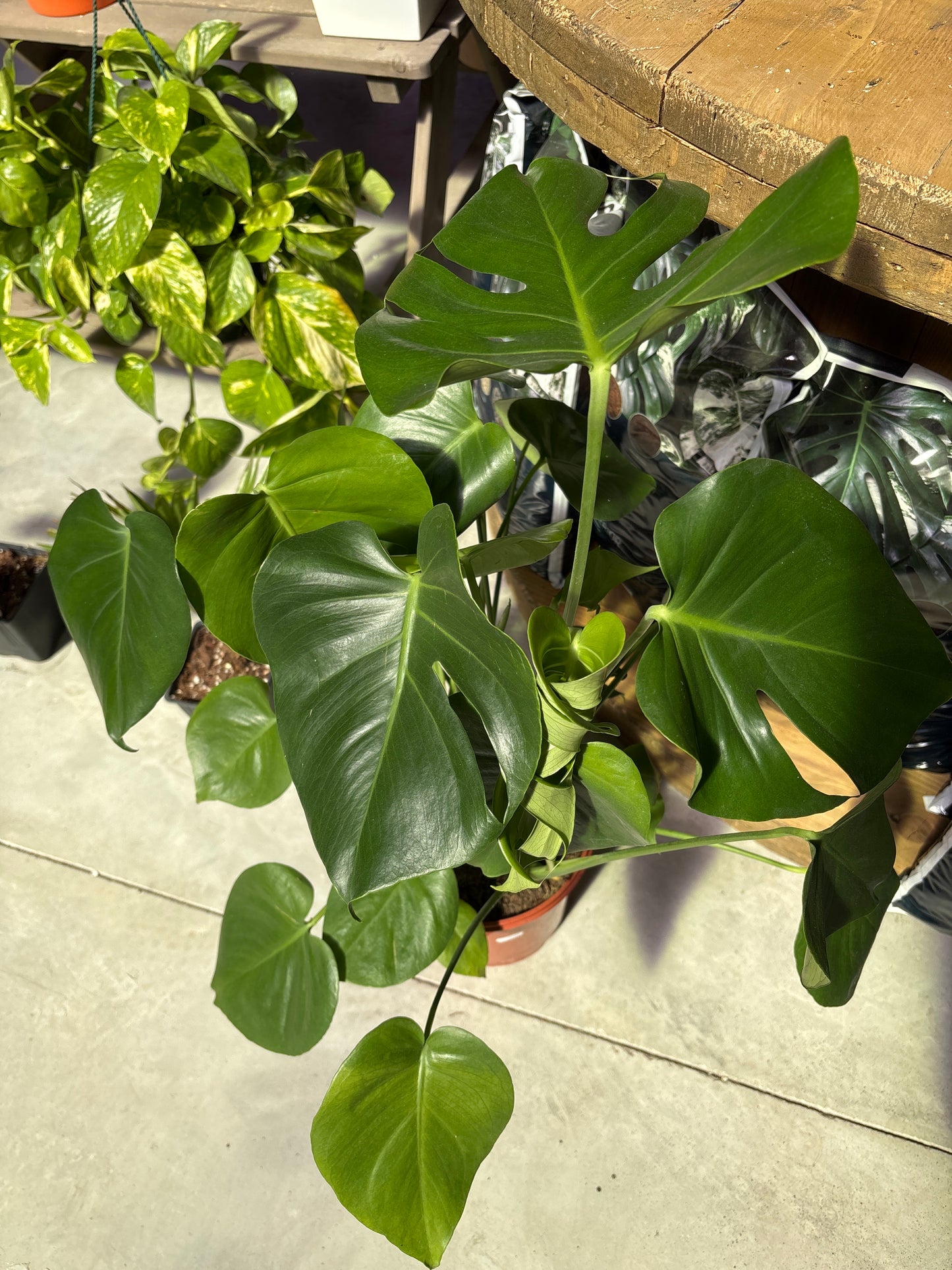 Monstera Deliciosa