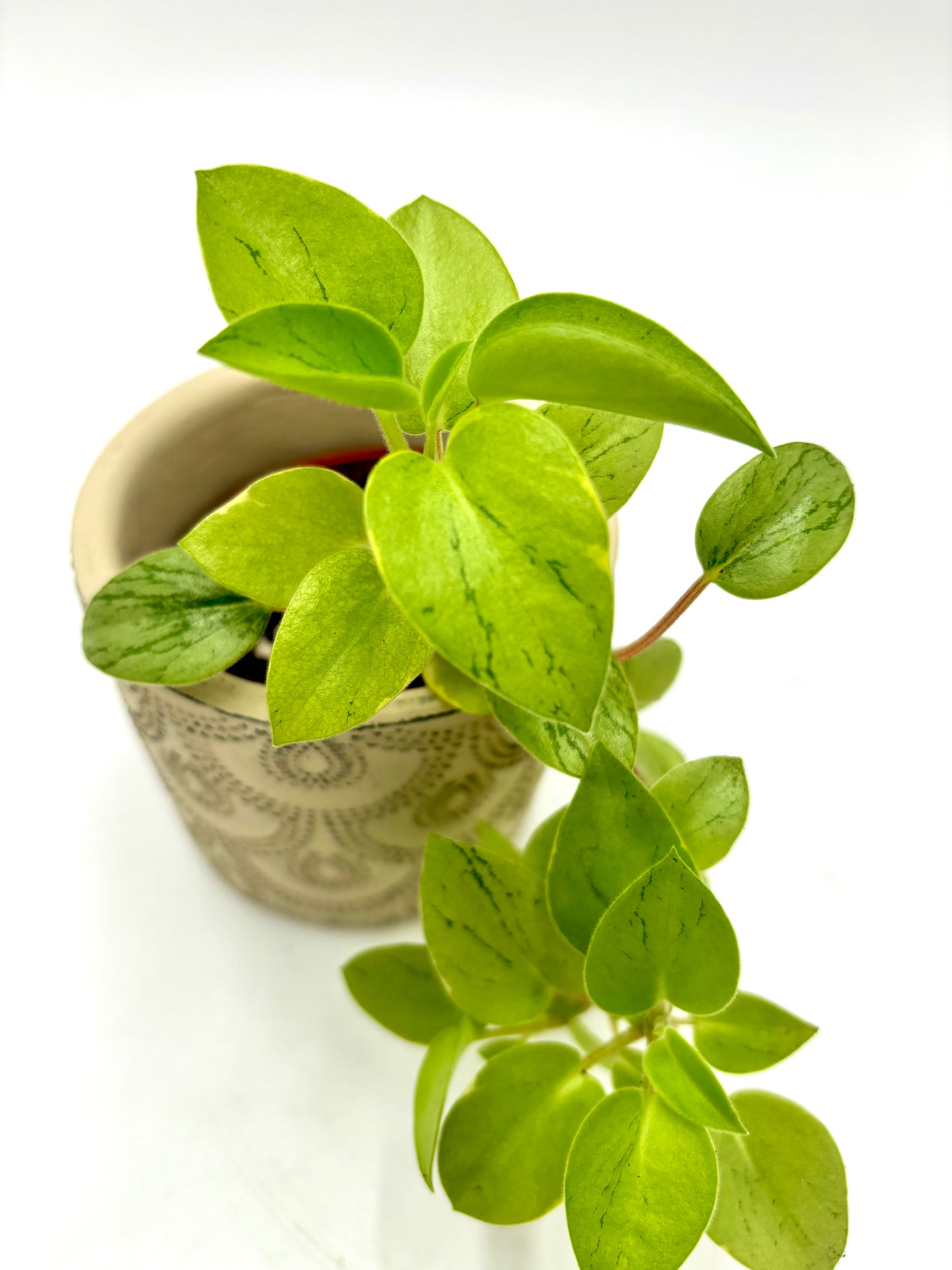 Peperomia Pixie Lime