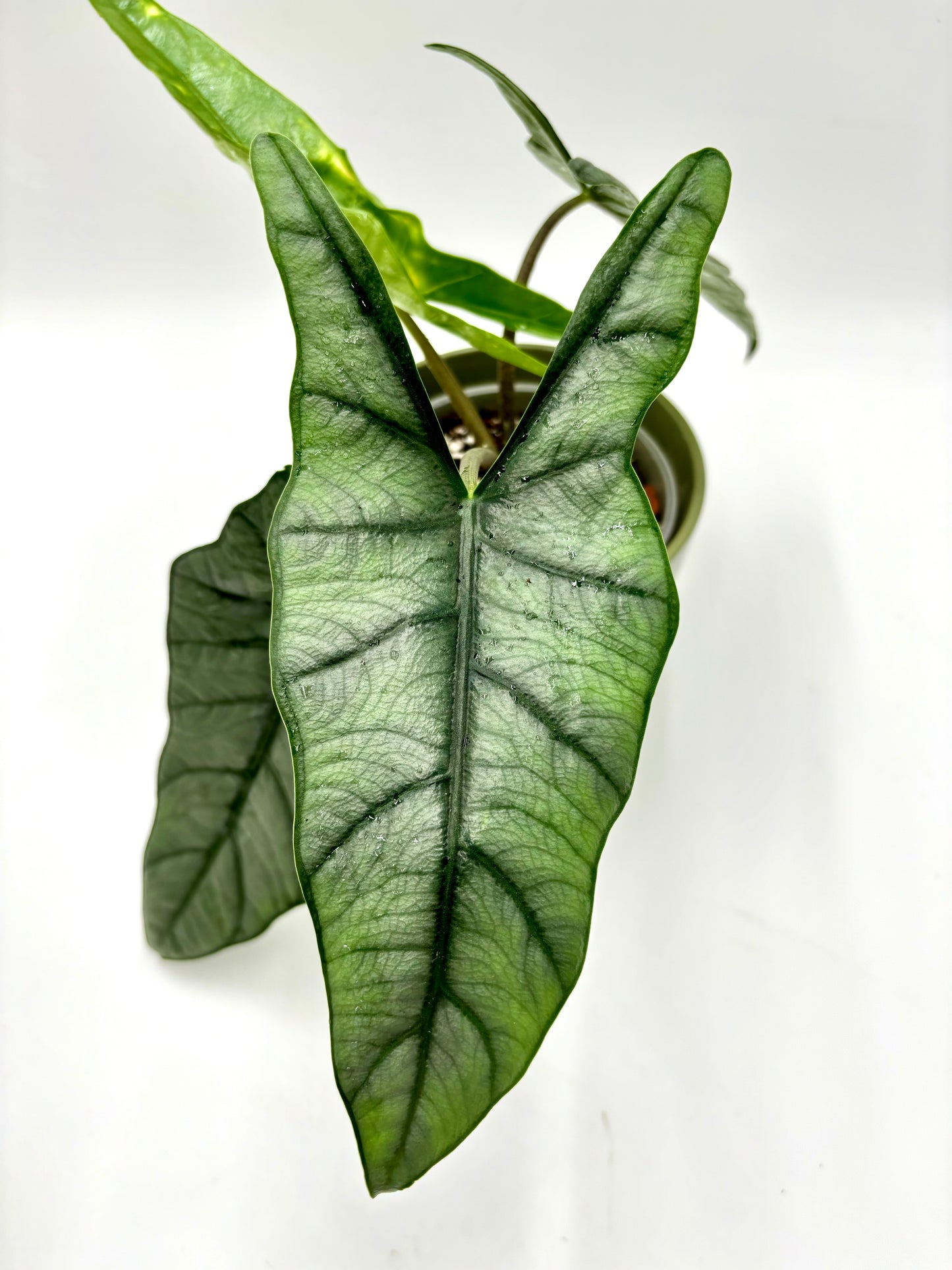 Alocasia heterophylla Corazón