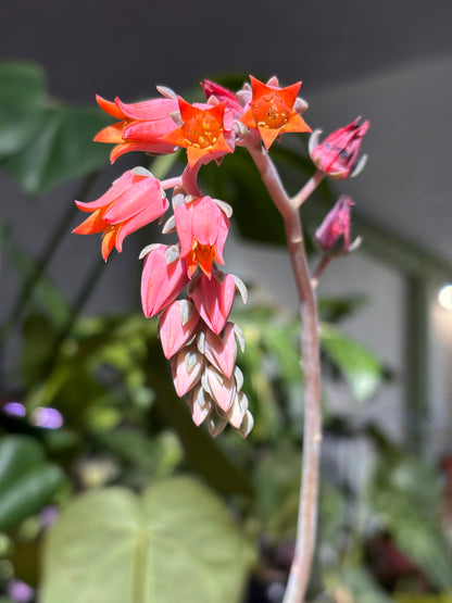 Echeveria Pollux