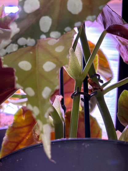 Begonia Maculata Mega Dot