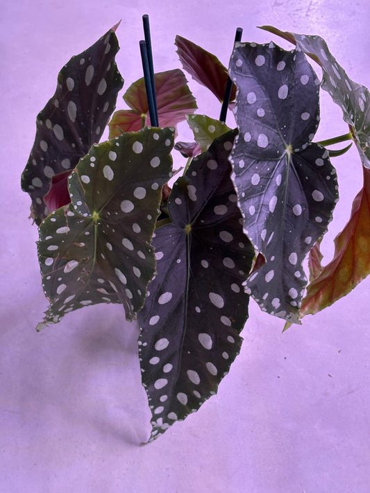 Begonia Maculata Mega Dot