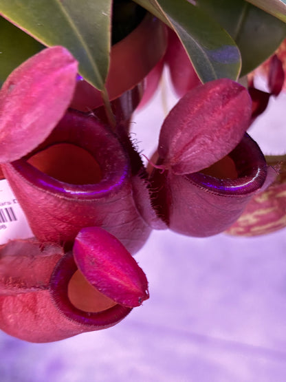 Nepenthes Monkey Jars Diana