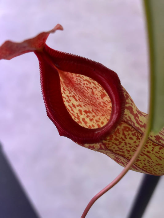 Nepenthes Monkey Jars Gaya