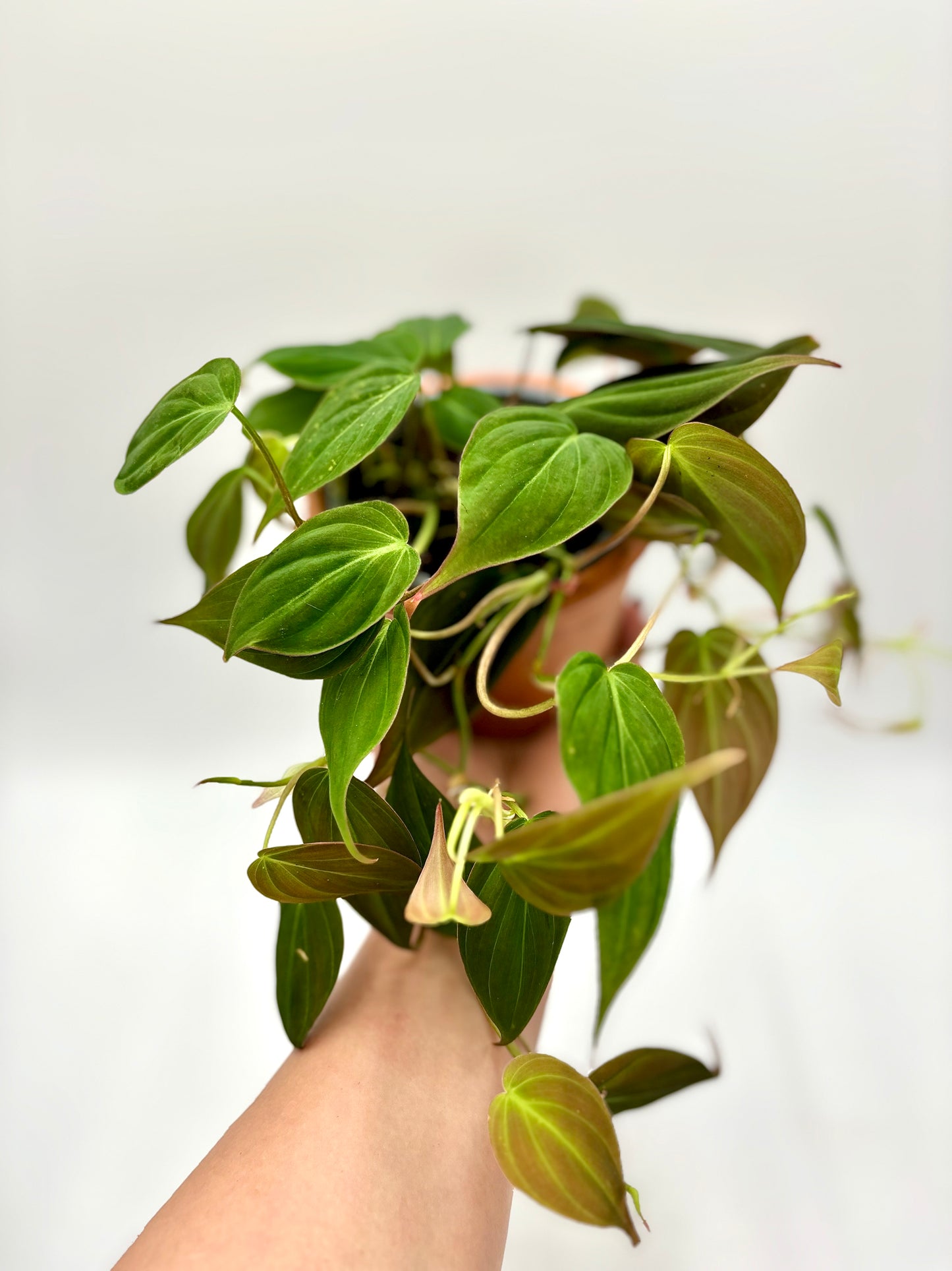 Philodendron Micans