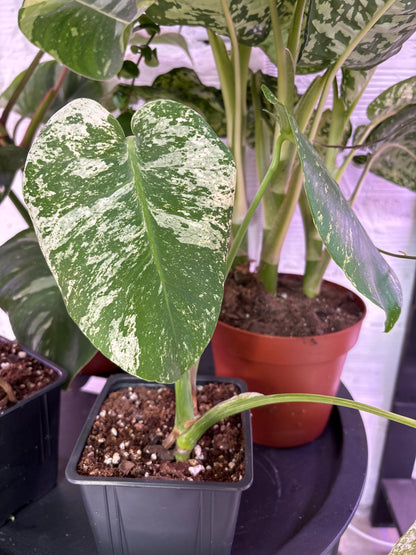 Monstera Deliciosa Mint
