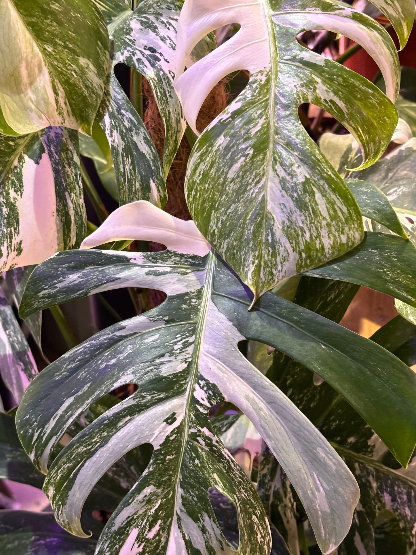 Monstera Deliciosa Albo Variegada