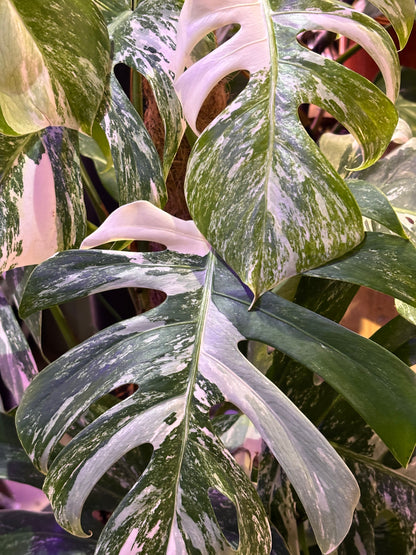 Monstera Deliciosa Albo Variegada