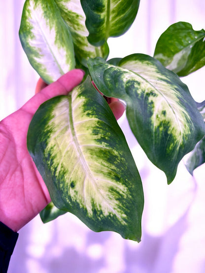 Dieffenbachia 'Camilla'