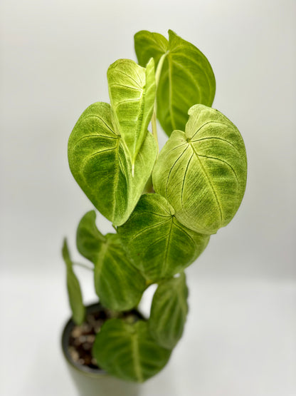 Syngonium Macrophyllum 'Frosted Heart'