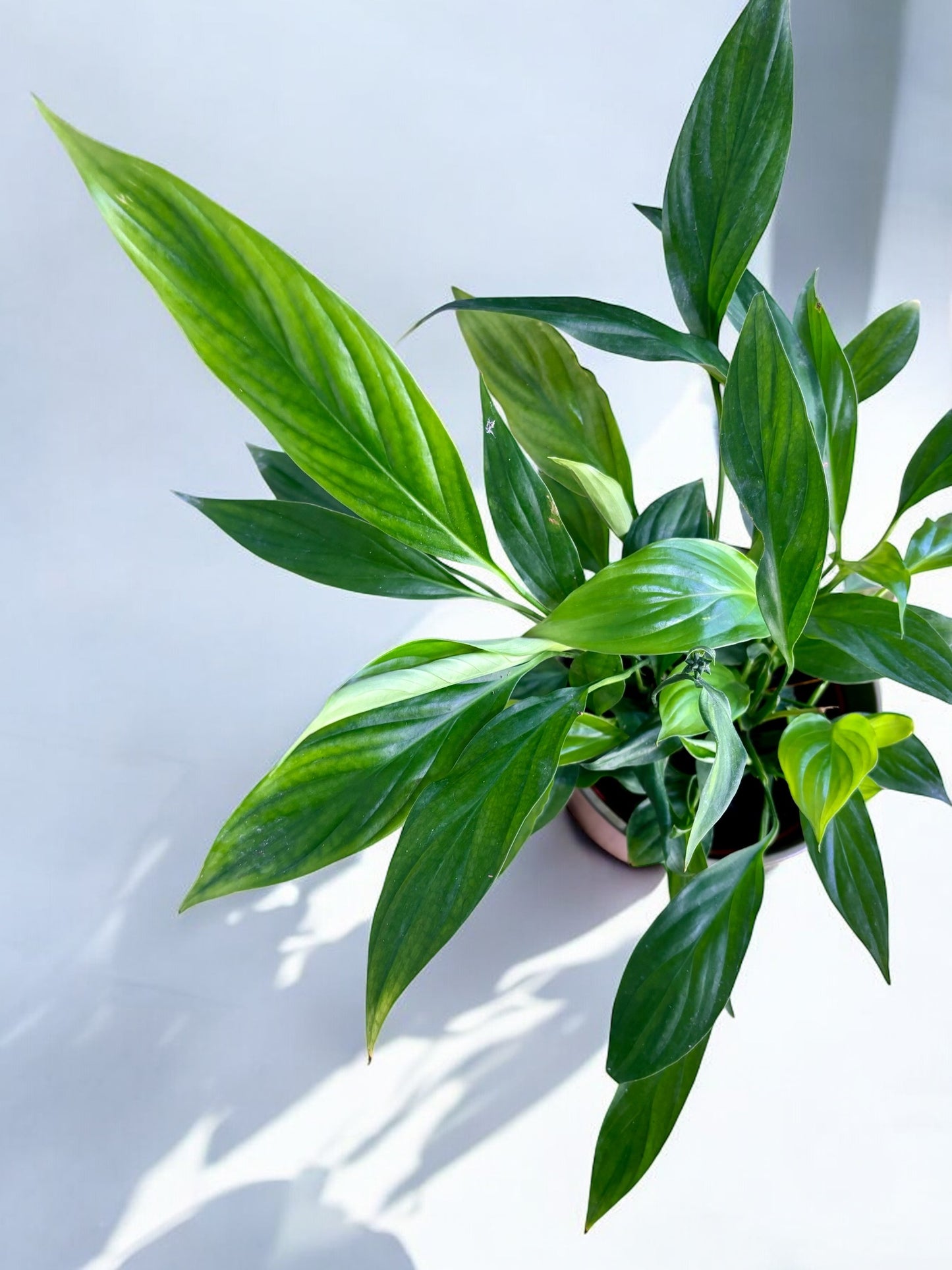 Spathiphyllum